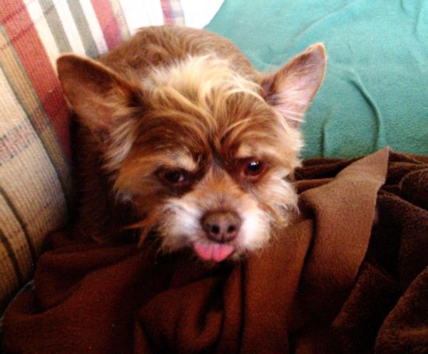 /Images/uploads/Friends of Seal Beach Animal Care Center/2022sbacc/entries/21295thumb.jpg